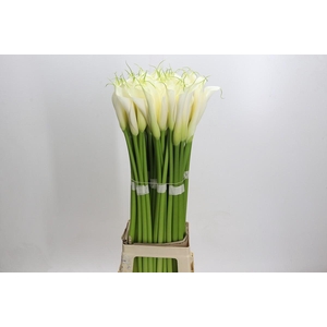 Zantedeschia Eydolls White