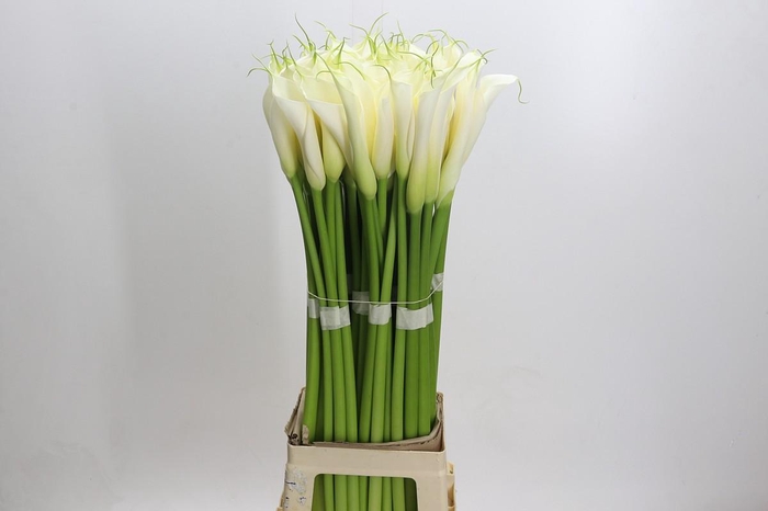 <h4>Zantedeschia Eydolls White</h4>