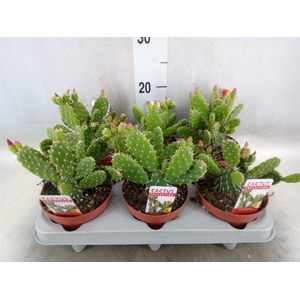 Opuntia
