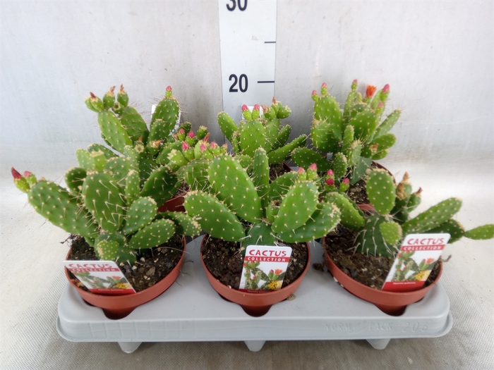 <h4>Opuntia</h4>