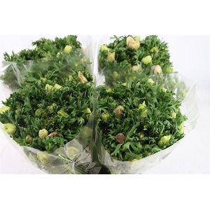 Anem Marianne Panda White