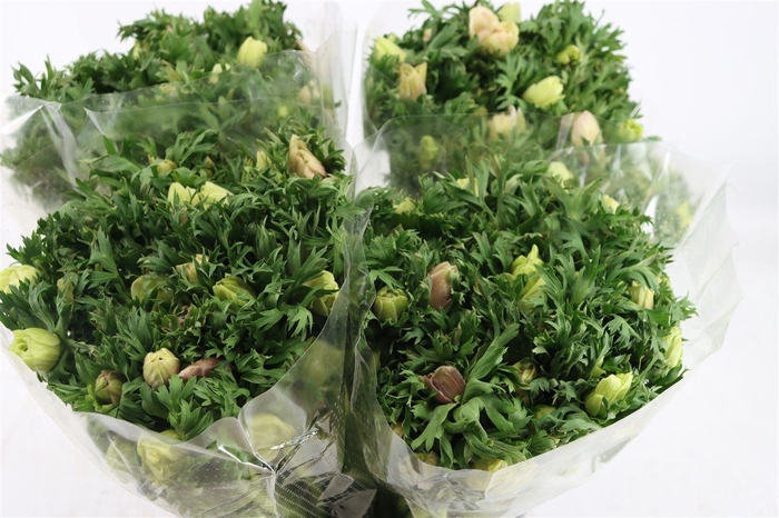 <h4>Anem Marianne Panda White</h4>