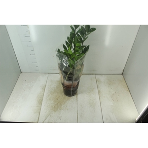ZAMIOCULCAS P17