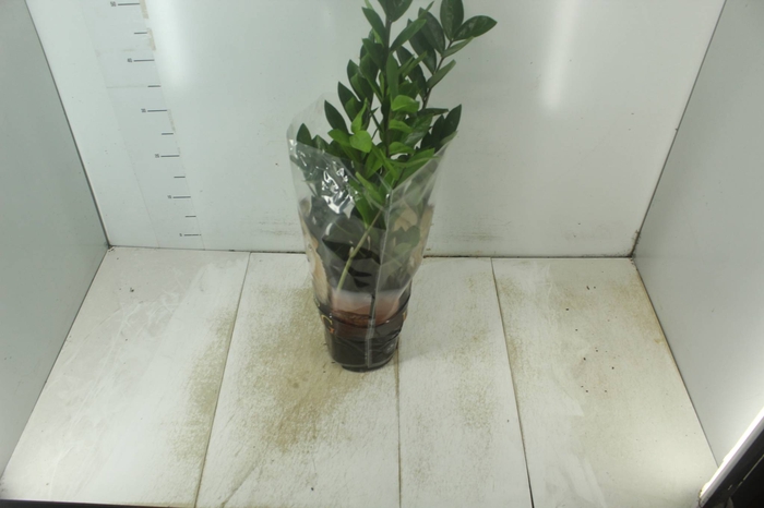 <h4>ZAMIOCULCAS P17</h4>