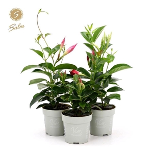 Viva Mandevilla P10