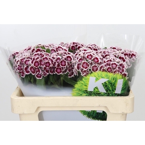 Dianthus Br Kiwi Maroon XXL