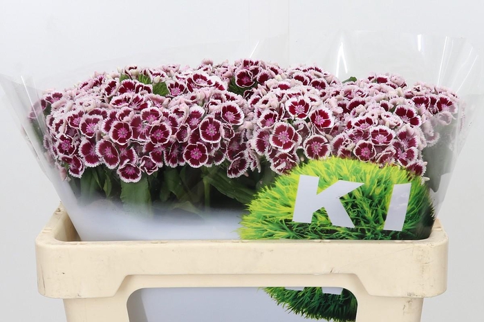 <h4>Dianthus Br Kiwi Maroon XXL</h4>
