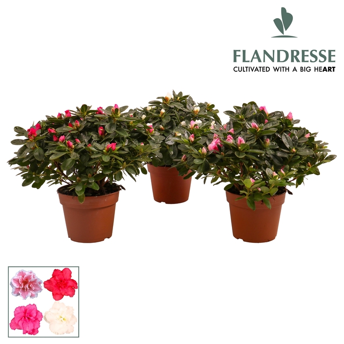 <h4>Azalea Flandresse® 'gemengd' 30 - 32 cm</h4>