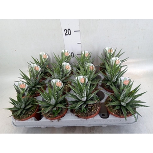Haworthia fasciala 'Big Band'