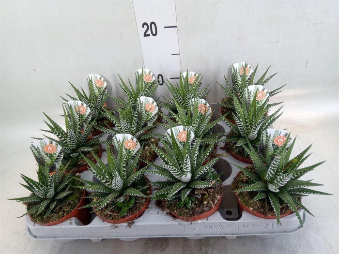 <h4>Haworthia fasciala 'Big Band'</h4>
