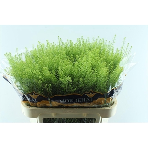 Thlaspi Green Bell 55 Gram