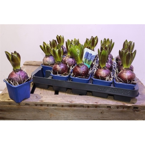 arr8 Hyacin Blue Star