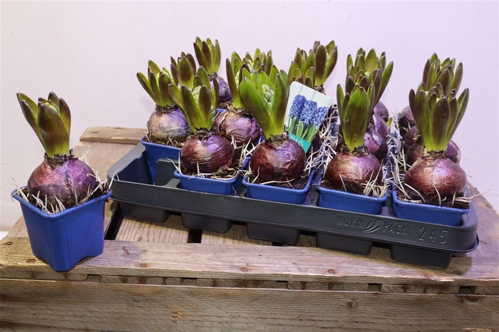 <h4>Hyacin Blue Star</h4>