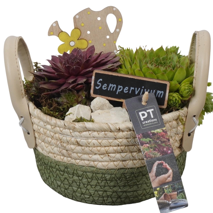 <h4>PTS7397 Arrangement Sempervivum in rieten mand</h4>
