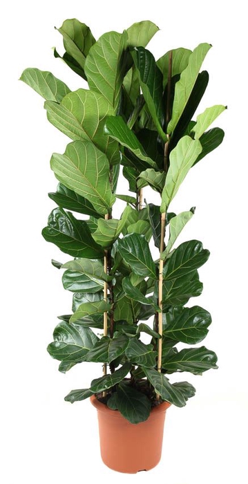 Ficus lyrata