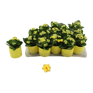 KAL GE AMARILLO YELL