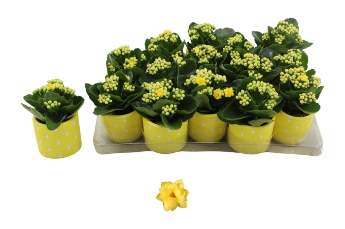 <h4>KAL GE AMARILLO YELL</h4>