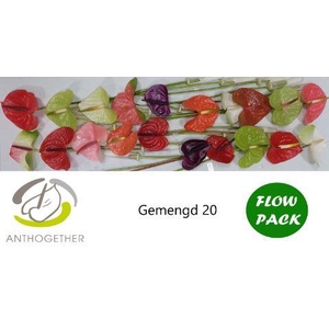 ANTH A GEMENGD 20 Flow Pack