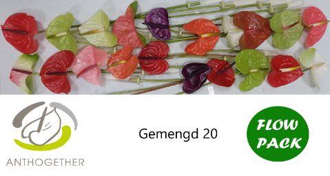 <h4>ANTH A GEMENGD 20 Flow Pack</h4>