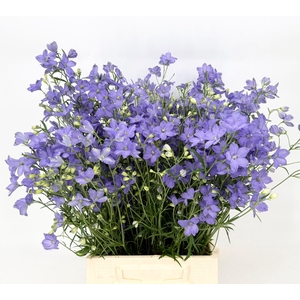 Delphinium Chiffon Lavander