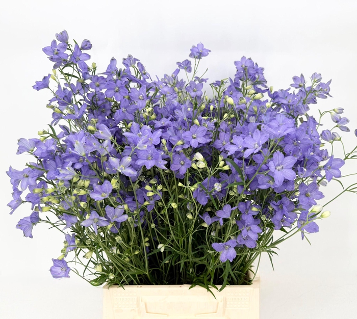 <h4>Delphinium Chiffon Lavander</h4>