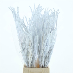 BETULA OV KLB H%