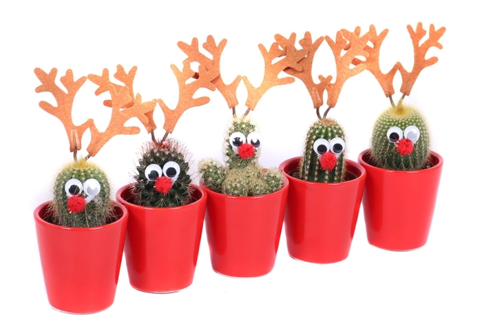 <h4>Cactus 5,5 cm rendier in rode sierpot</h4>