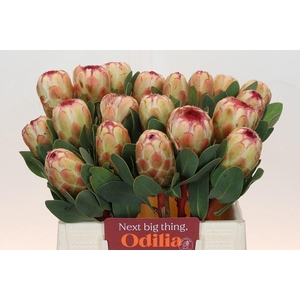 Protea Grandicolor