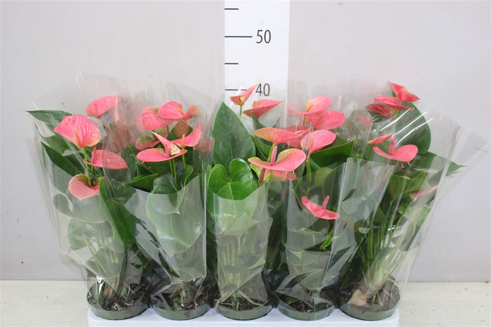 <h4>Anth An Roze 3+</h4>