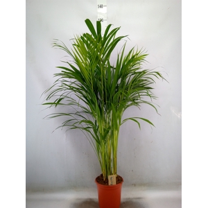 Dypsis lutescens   ...Chrysalidoca