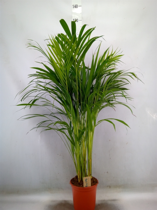 <h4>Dypsis lutescens   ...Chrysalidoca</h4>