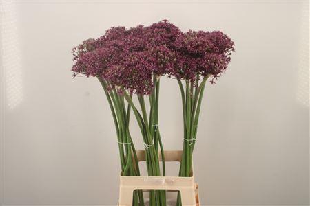 <h4>Allium Miami</h4>