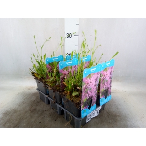 Lychnis flos-cuculi
