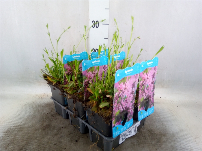 <h4>Lychnis flos-cuculi</h4>