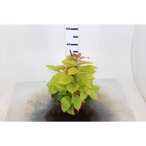 ORA PRO NOBIS DOURADA C21