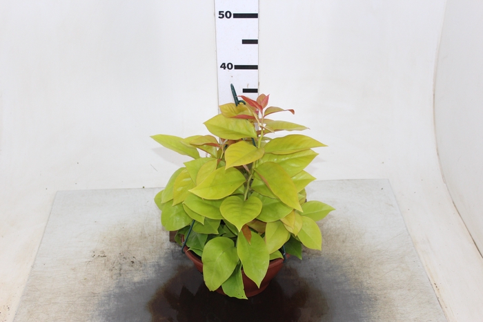 ORA PRO NOBIS DOURADA C21