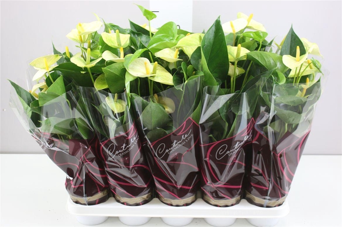 <h4>Anth An Vanilla</h4>