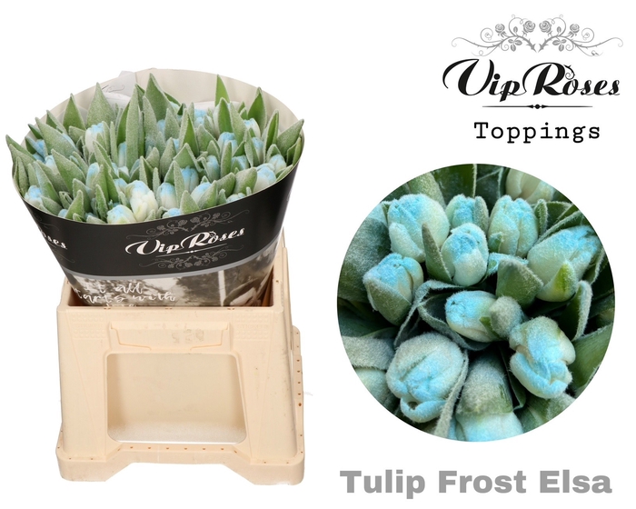 <h4>Tu En Frost Elsa</h4>