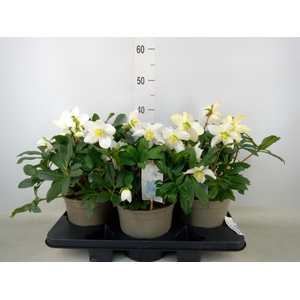 Helleborus niger 'Mon Blanc'