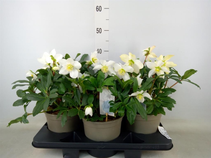 <h4>Helleborus niger 'Mon Blanc'</h4>