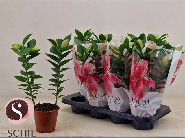 <h4>LIL OR SOUVENIR</h4>