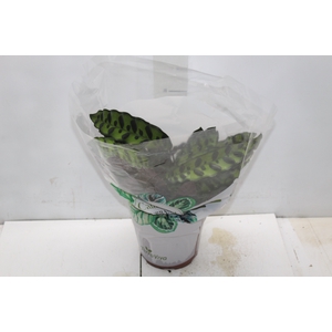 CALATHEA INSIGNIS P17