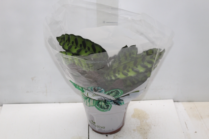 <h4>CALATHEA INSIGNIS P17</h4>