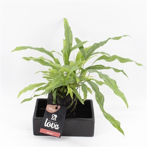 Lova Diversifolium