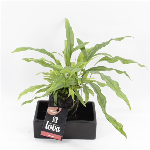 <h4>Lova Diversifolium</h4>