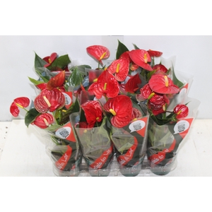 ANTHURIUM RED SUCCESS P09