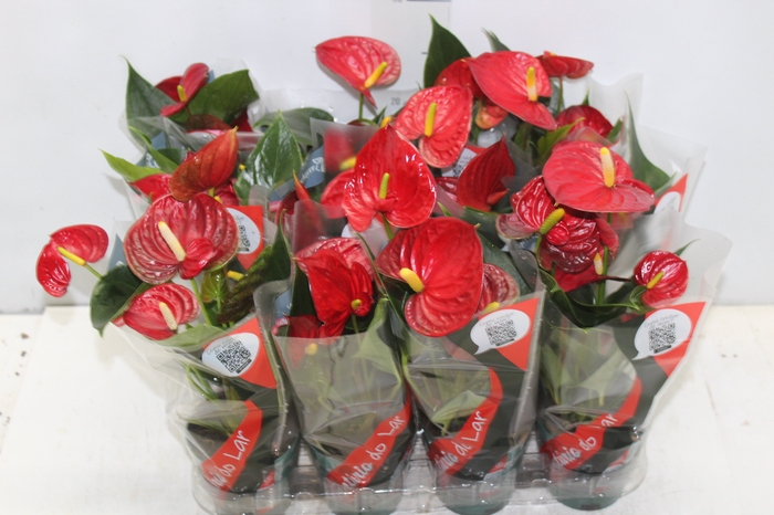 <h4>ANTHURIUM RED SUCCESS P09</h4>