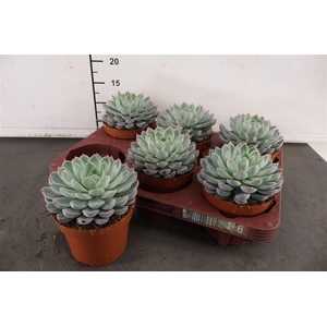 Echeveria 12 Cm. P. Serenity Pearl