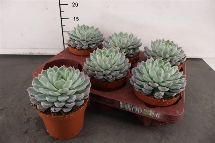 <h4>Echeveria 12 Cm. P. Serenity Pearl</h4>