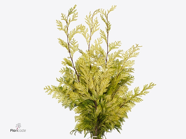 Conif.ch.obt. Crippsii